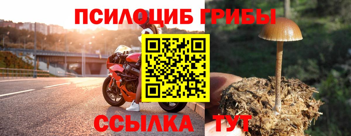 Галлюциногенные грибы Psilocybine cubensis  хочу   Шатура  Вход с VPN 